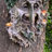 Tree Faces Outdoor