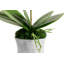 Clementine Realtouch Orchid Arrangement-851054062