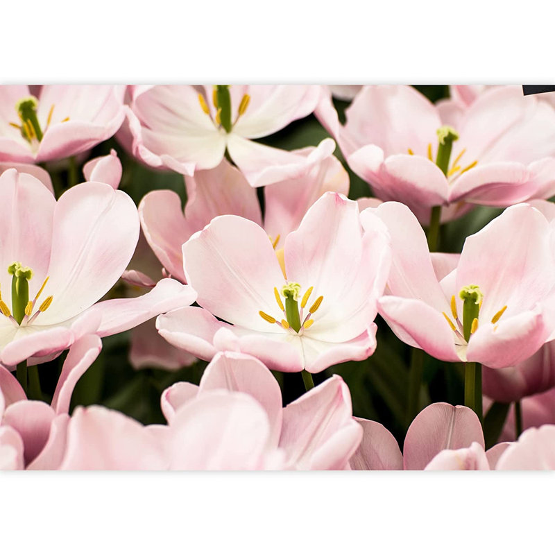 Fleur de marguerite rose éclatante, L 66 po x l 96 po