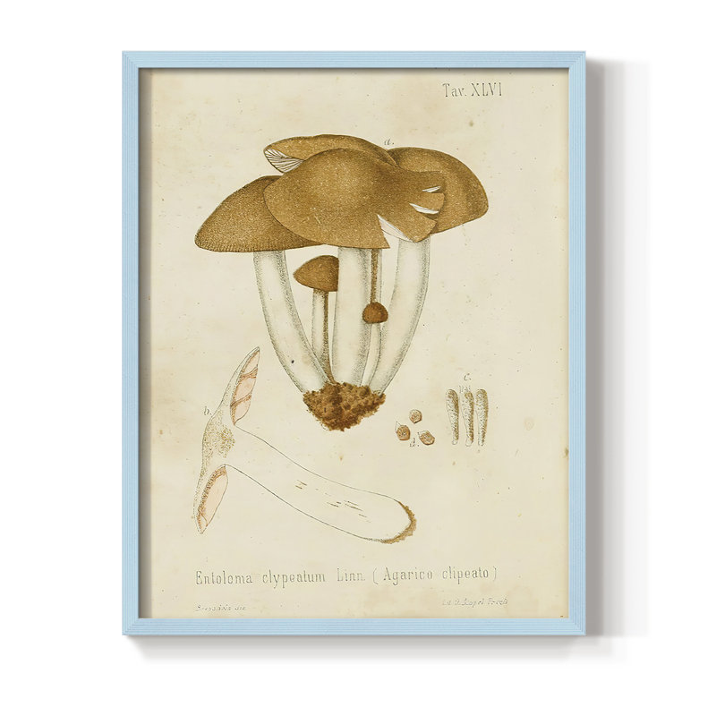 Reproduction encadrée champignon V Variétés - bois massif, Bleu, H 10 po x l 8 po