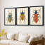 Beetle Bug I - reproduction sur mesure encadrée de qualité supérieure - 3 pièces-597752066-597752067