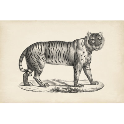 Brodtmann Female Tiger - Painting
