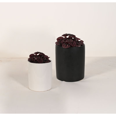 Upshining Live Foliage Plant in Ceramic Pot