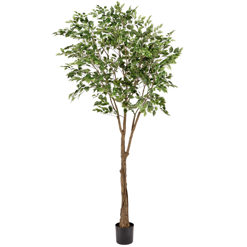 Ficus 96 po en pot