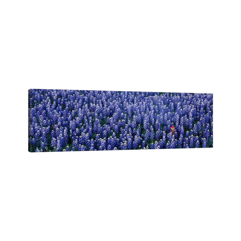 Bluebonnet Flowers In A Field, Hill County, Texas, USA - Wrapped Canvas Panoramic Print, 30.48 cm H x 91.44 cm W x 1.91 cm D