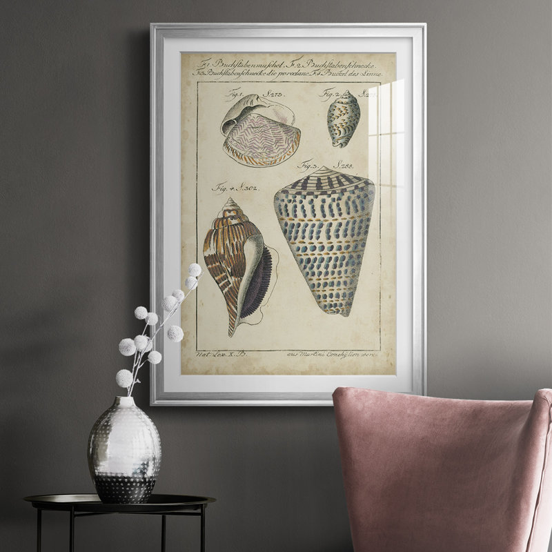 Étude de coquillage rétro II, impression sur papier, H 42,5 po x l 30,5 po x P 1 po, Encadrement argenté