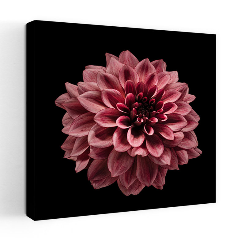 Art contemporain contemporain fleur d'été Dahlia, H 18 po x l 18 po