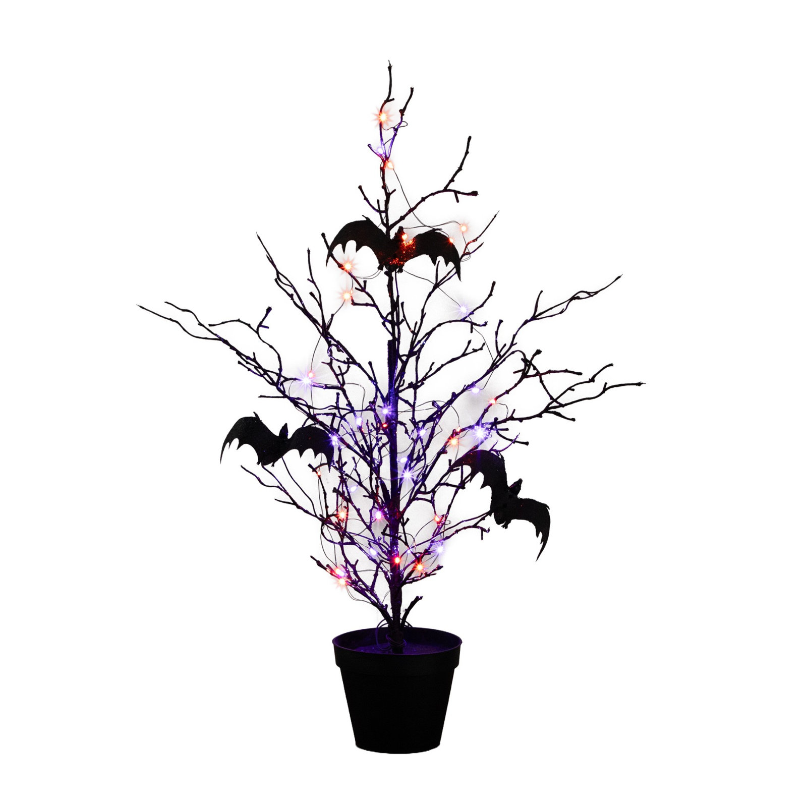 Plant, 2ft