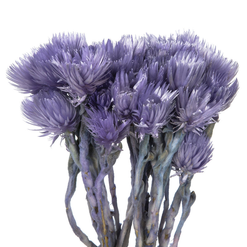 Vickerman 13-14" Everlasting Flowers, approximately 23 blooms, Dried, Purple