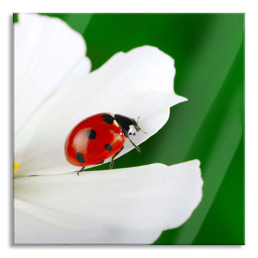 Ungerahmtes Foto auf Glas "Marienkäfer auf einer Blume"