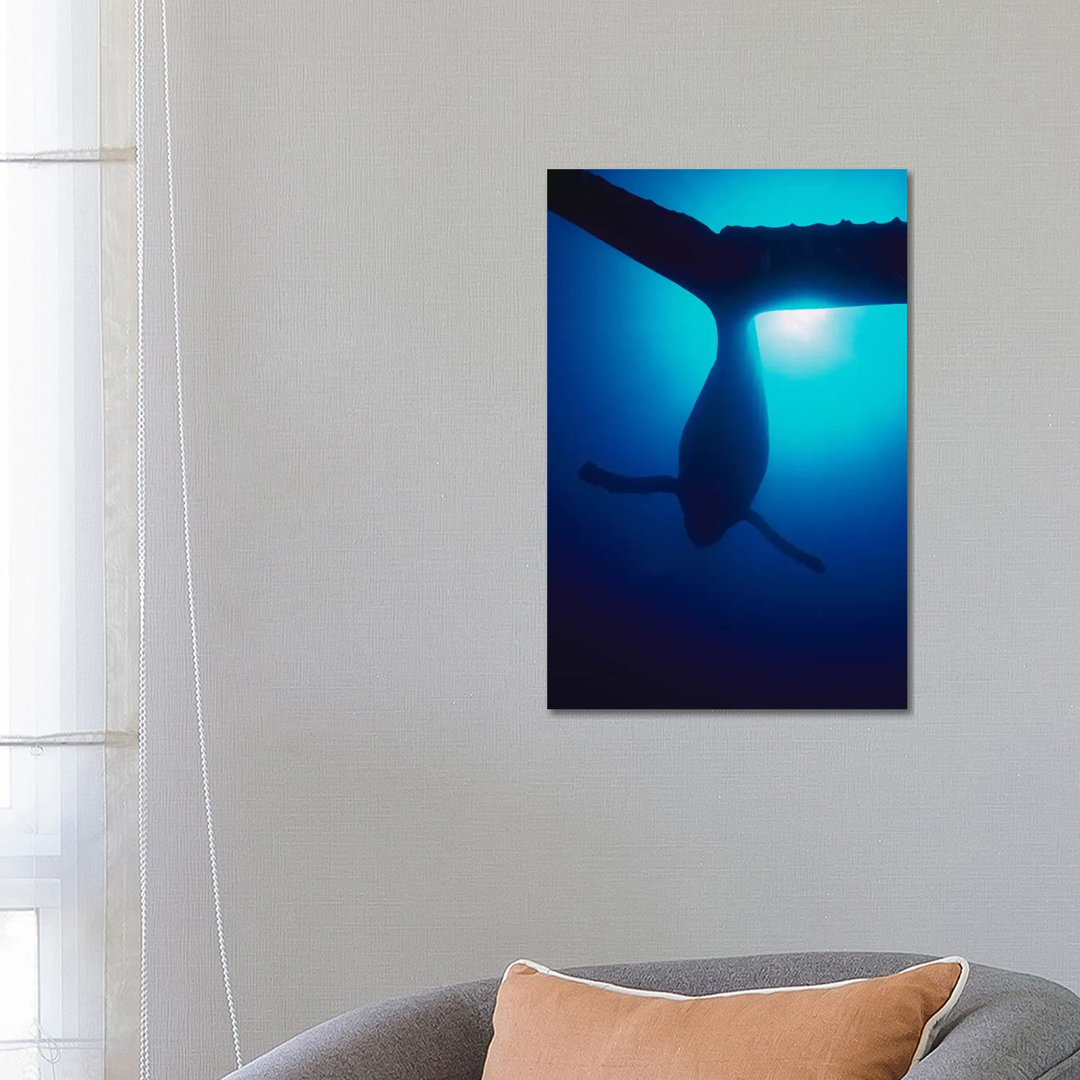 Humpback Whale Male Singing, Maui, Hawaii by Flip Nicklin - Wrapped Canvas Gallery-Wrapped Canvas Giclée