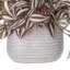 Tradescantia en pot en céramique-682710179-682710180-682710182