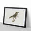 Starling by Von Wright - Framed Print-55615837-55615839