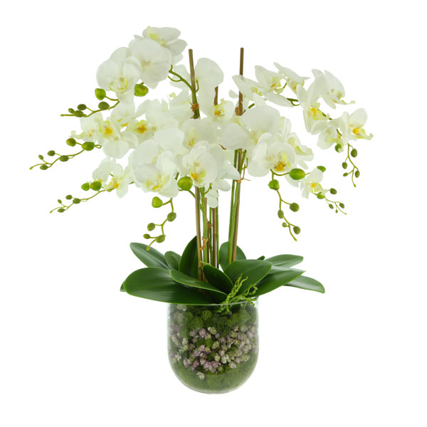 Creative Displays, Inc. Phalaenopsis Floral Arrangement | Perigold