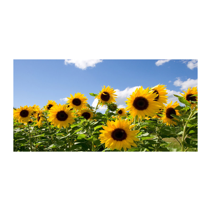 Sunflowers - Wrapped Canvas Print, Canvas, 70cm H x 140cm W