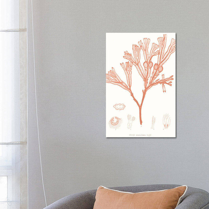 Vivid Coral Seaweed III by Vision Studio - Wrapped Canvas Print, 66.04 cm H x 45.72 cm W x 3.175 cm D