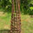 Andrickson Wood Obelisk Trellis-368401781