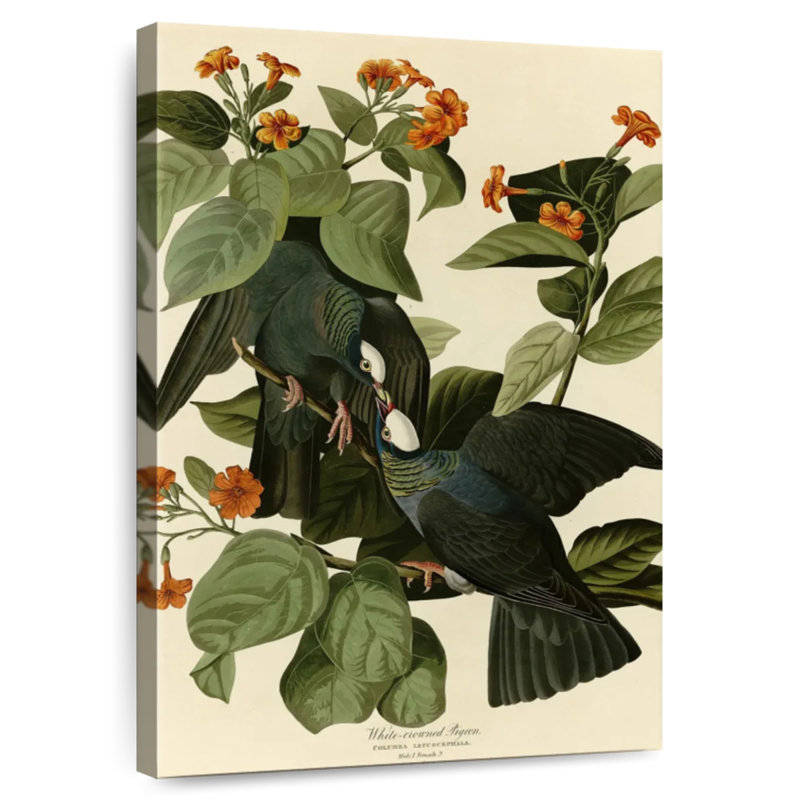 Pigeon Brampt à couronne blanche d'oiseaux d'Amérique, H 48 po x l 32 po