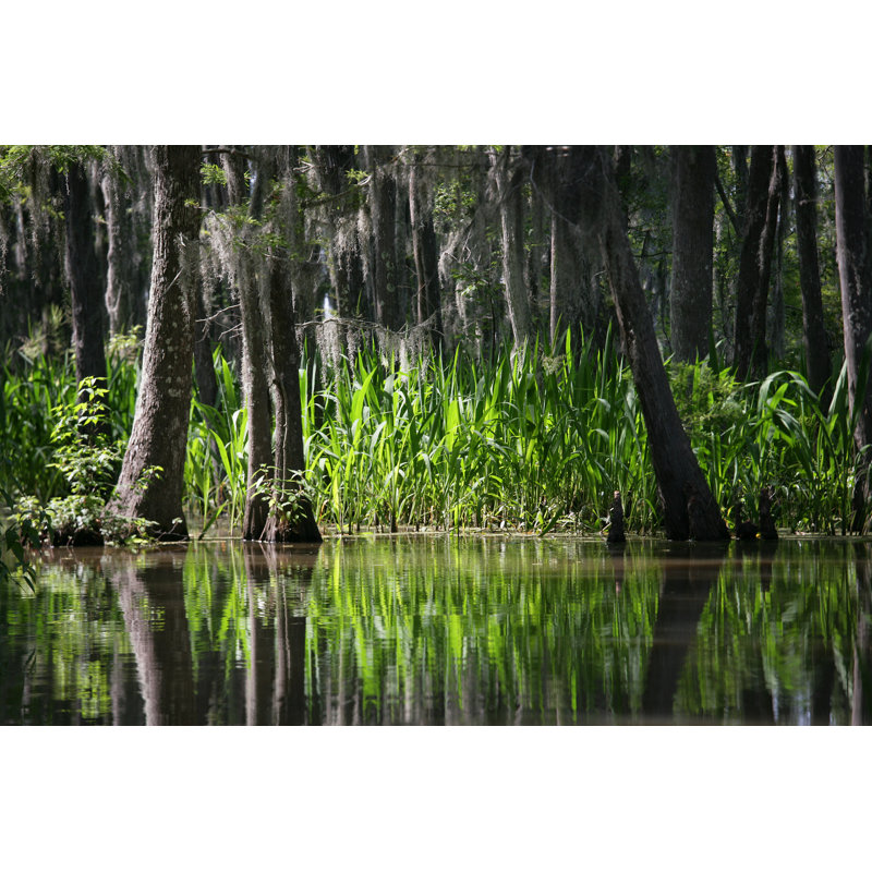 Honey Island Swamp - Louisiane par Parkerdeen, H 20 po x l 30 po
