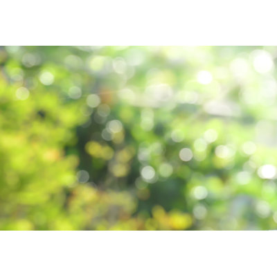 Blurred Forest Bokeh by Momnoi - Wrapped Canvas Print