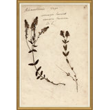 Herbarium Giclee Print by Soicher Marin Archives