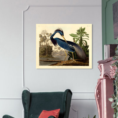 " Louisiana Heron "