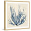 Coastal Seaweed I - reproduction de cadre photo-1495963648