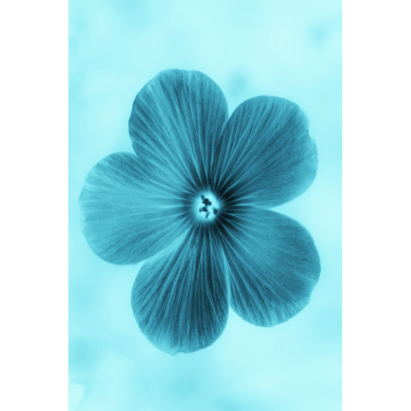 Forget Me Not Blue II by Teton Parchment - Wrapped Canvas Painting, 46cm H x 30cm W