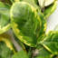 Hanging Plants 30cm Faux Mixed Assortment Garland