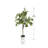 Ficus Tree
