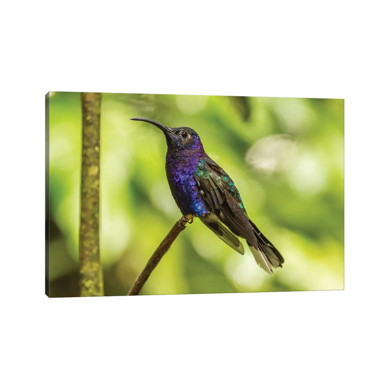 Costa Rica, Monte Verde Cloud Forest Reserve. Violet Sabrewing Close-up. by Jaynes Gallery - Wrapped Canvas Print