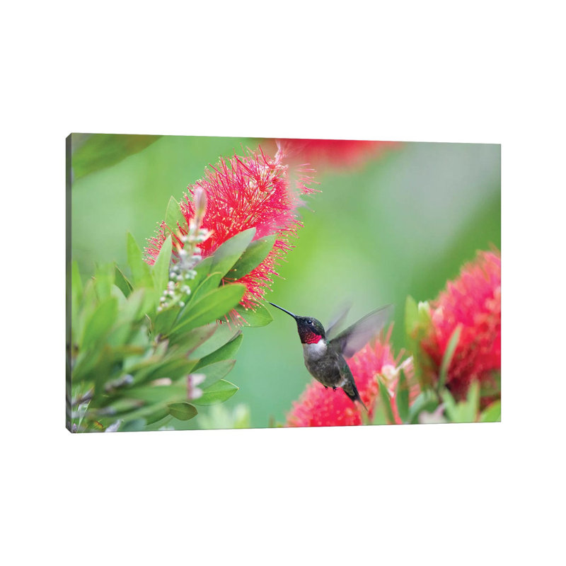 Ruby-Throated Hummingbird (Archilochus Colubris) Male Feeding. by Larry Ditto - Wrapped Canvas Print