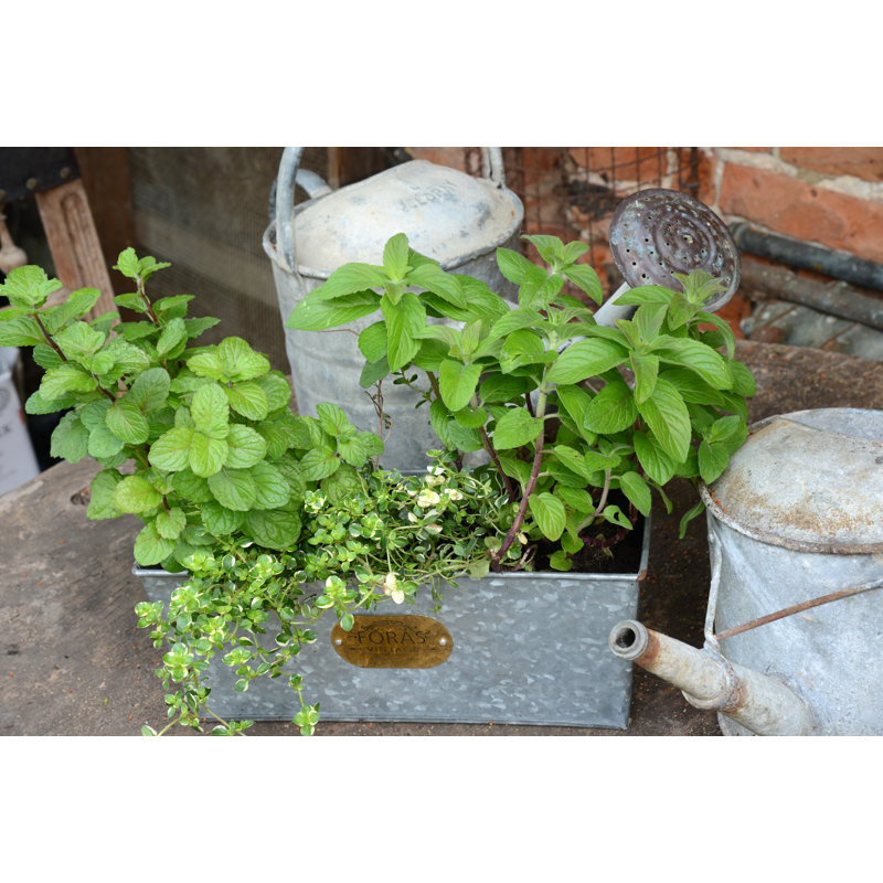 Rambo Handmade Metal Planter Box, 12cm H x 30cm W x 12cm D