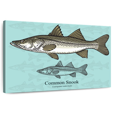 Brampt Common Snook