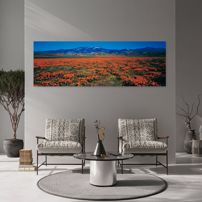Champ, coquelicots, Antelope Valley, Californie, États-Unis, H 20 po x l 60 po