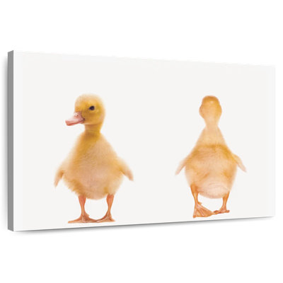 Duckling Front And Back Portrait