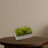 Succulent Garden with Concrete Planter