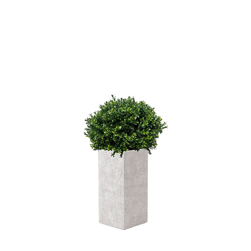 Boule de buis intérieure carrée