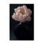 «Coral Peony Flower Still Life» par Alyson Fennell - impression sur toile tendue-95450962