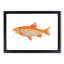 Orange Carp Fish by George Shaw - Framed Print-55616434-55616436