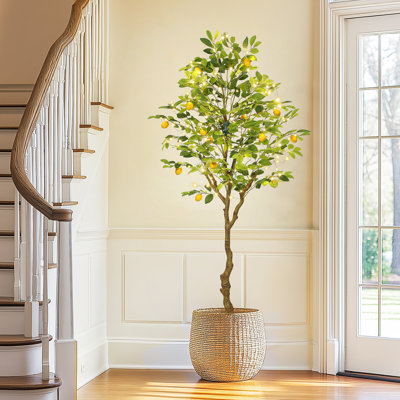 Plant