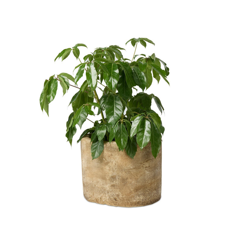 Jardinière Aziel