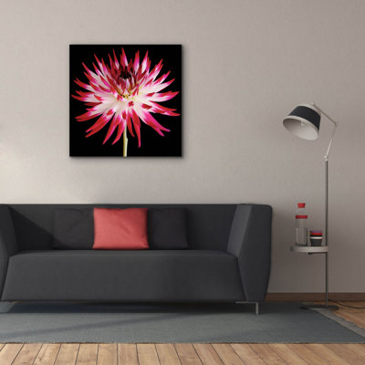 Dahlia rose et blanc sur fond noir par Tom Quartermaine