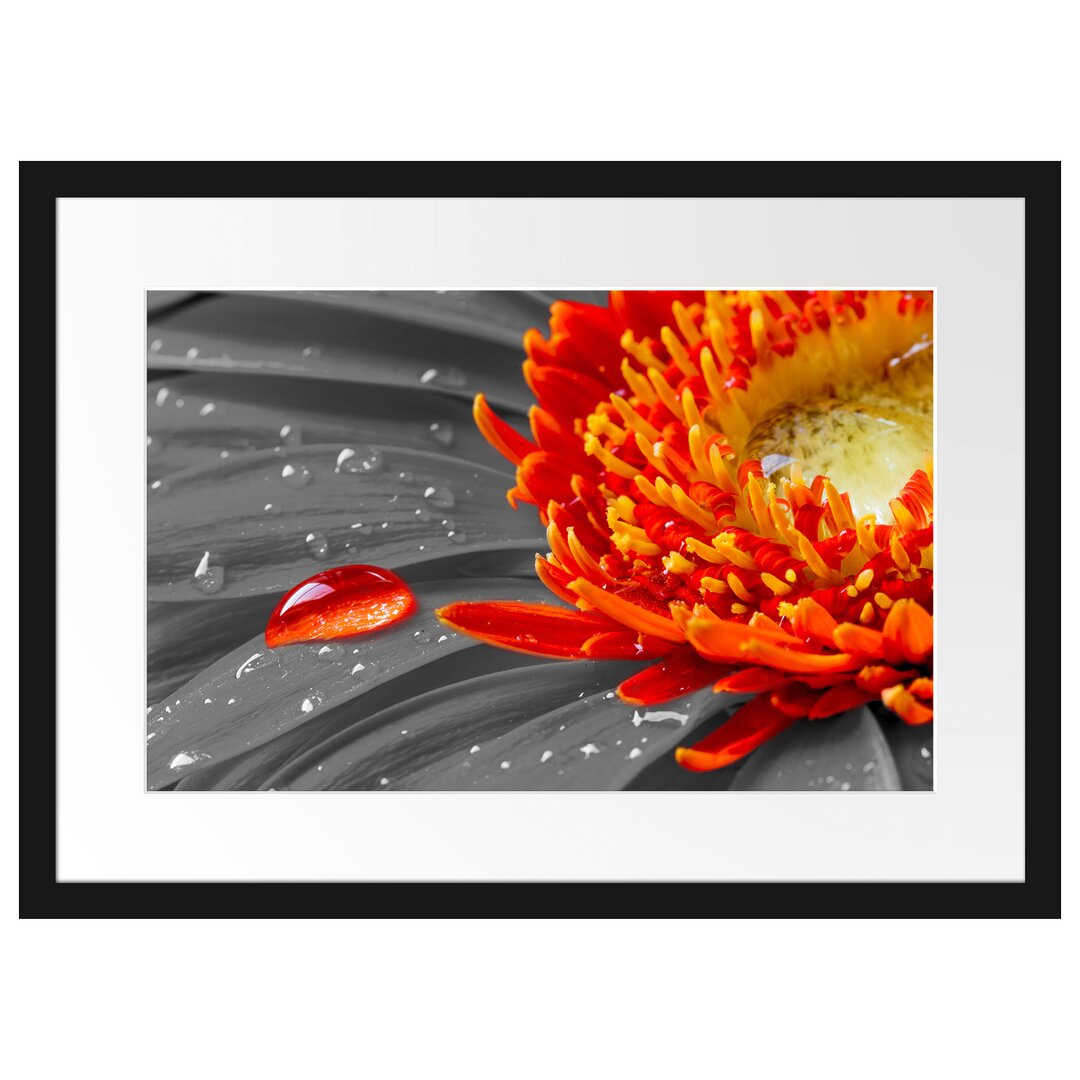 Gerahmtes Poster Wassertropfen auf Gerbera