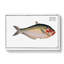 African Herring Fish - Wrapped Canvas-55368656