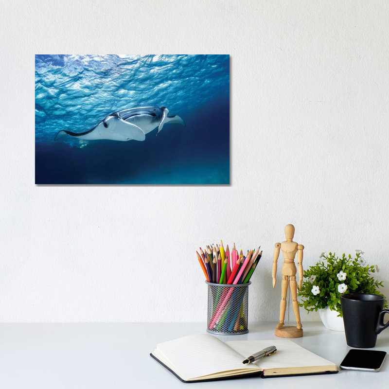 Manta Ray by Barathieu Gabriel - Wrapped Canvas Gallery-Wrapped Canvas Giclée, 20.32 cm H x 30.48 cm W