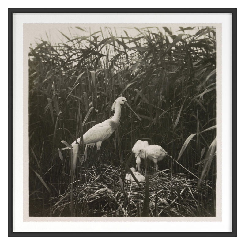 Coastal Birds 1 Print by THE Studio, 36" H x 36" W, Black Framed