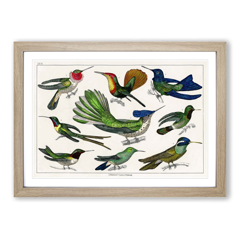 Collection of Hummingbirds XXVI by Oliver Goldsmith - Picture Frame Painting, 27cm H x 36cm W x 2cm D, Oak Framed