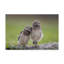 « friends owls », reproduction de photo sur toile tendue-30319905