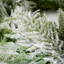 Guirlande de Noël 60 po en cèdre artificiel Norfolk Island, vert